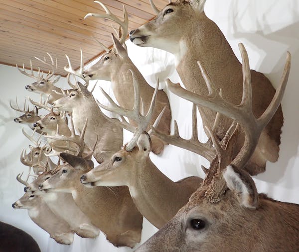 A dozen trophy whitetails are mounted on one side of Terry Krahn's living room in rural Pine Island. The rest of the room is equally crowded with big 