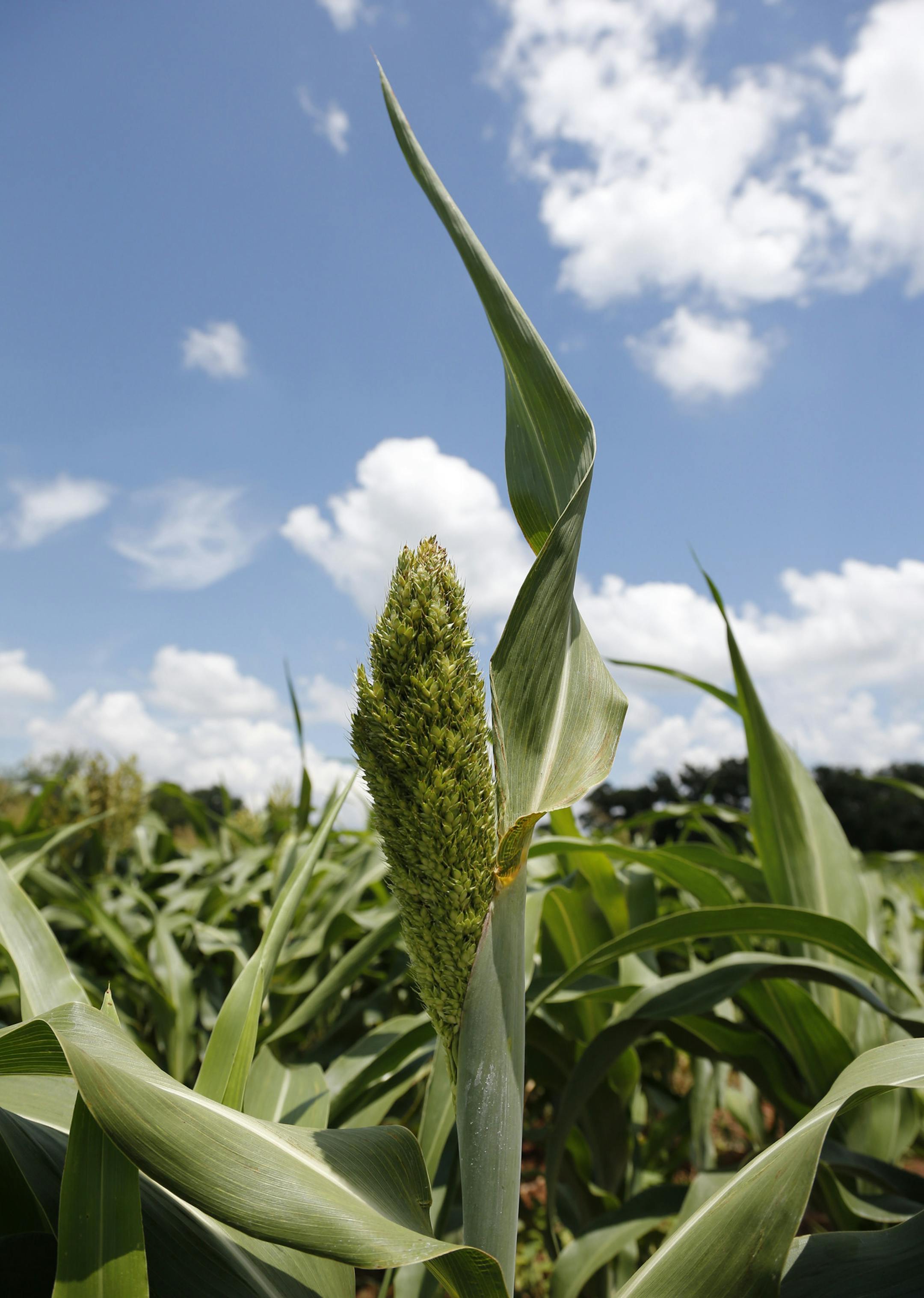 Corn grows in a field in Edmond, Okla, following recent rains in central Oklahoma, Wednesday, July 17, 2013. (AP Photo/Sue Ogrocki) ORG XMIT: OKSO