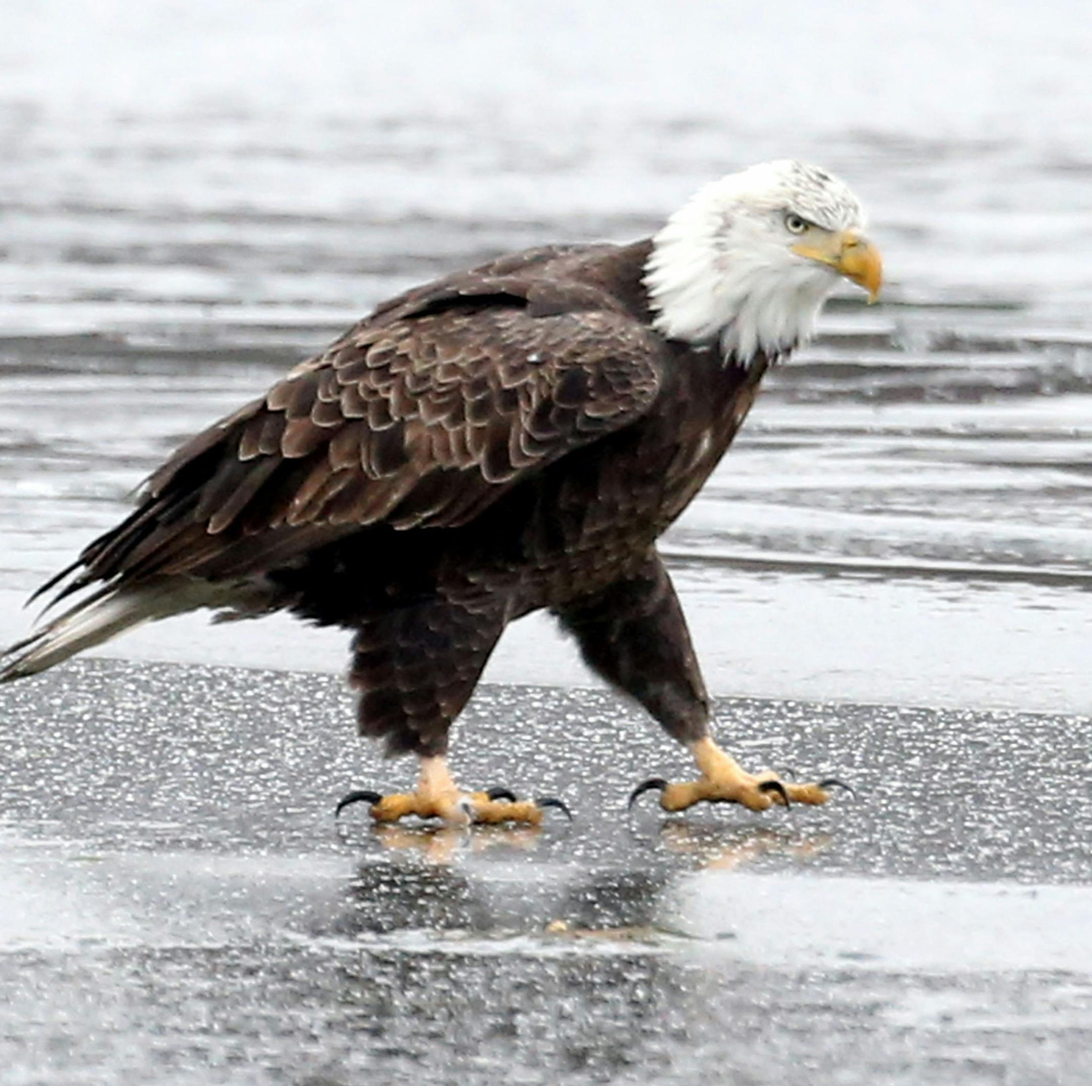 There was no catered ham and mashed potatoes and stuffing dinner for these bald eagles on Lake Minnetonka on Christmas Day Dec. 25, 2015. Instead they competed and hunted the skies and the waters for whatever they could find.](DAVID JOLES/STARTRIBUNE)djoles@startribune.com There was no catered ham and mashed potatoes and stuffing dinner for these bald eagles on Lake Minnetonka on Christmas Day Dec. 25, 2015. Instead they hunted the skies and the waters for whatever they could find.