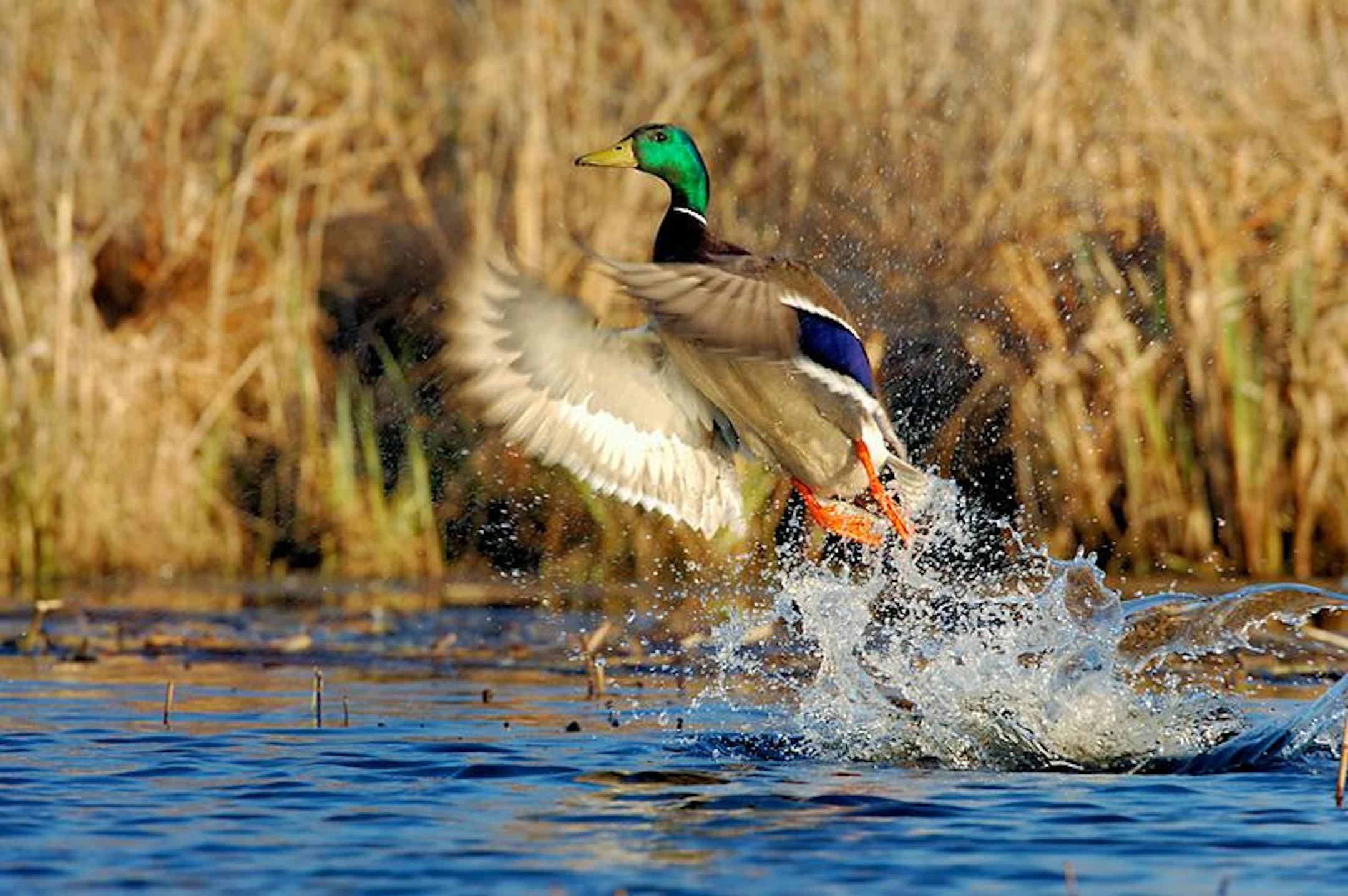 Mallard drake taking flight.