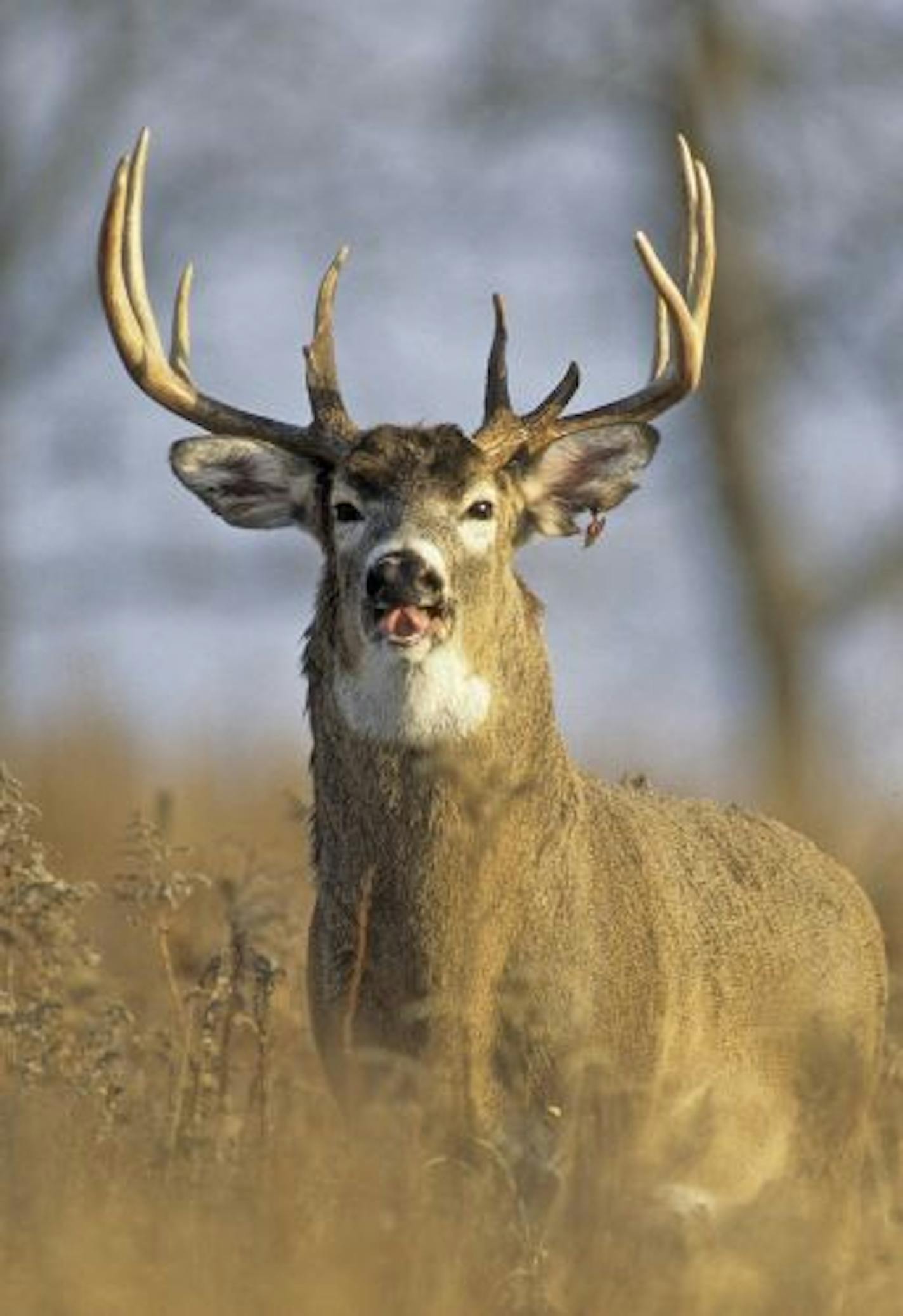 Panting heavily after a brawl with another buck this tired champion received two tear in his left ear. During the rut a mature buck may loose up to 30 percent of its pre-rut weight.