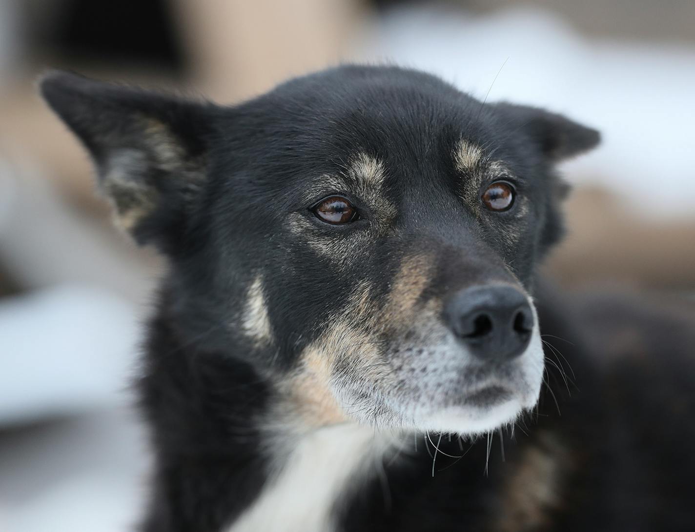 Miss Kay - Colleen Wallin, Silver Creek Sled Dogs, handicaps her gang line and tells us what makes her dogs tick. Advancer for Beargrease Sled Dog Race. ] BRIAN PETERSON ¥ brian.peterson@startribune.com
Two Harbors, MN 12/18/2017