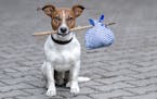 Most couples don't have a plan in place for who gets the dog in case of a breakup. (Dreamstime/TNS) ORG XMIT: 1198425
