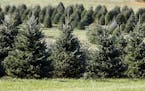 FILE- In this Nov. 2007 file photo, Christmas trees stand in a field at the Pleasant Valley Tree Farm in Bennington, Vt. A tight supply of Christmas t