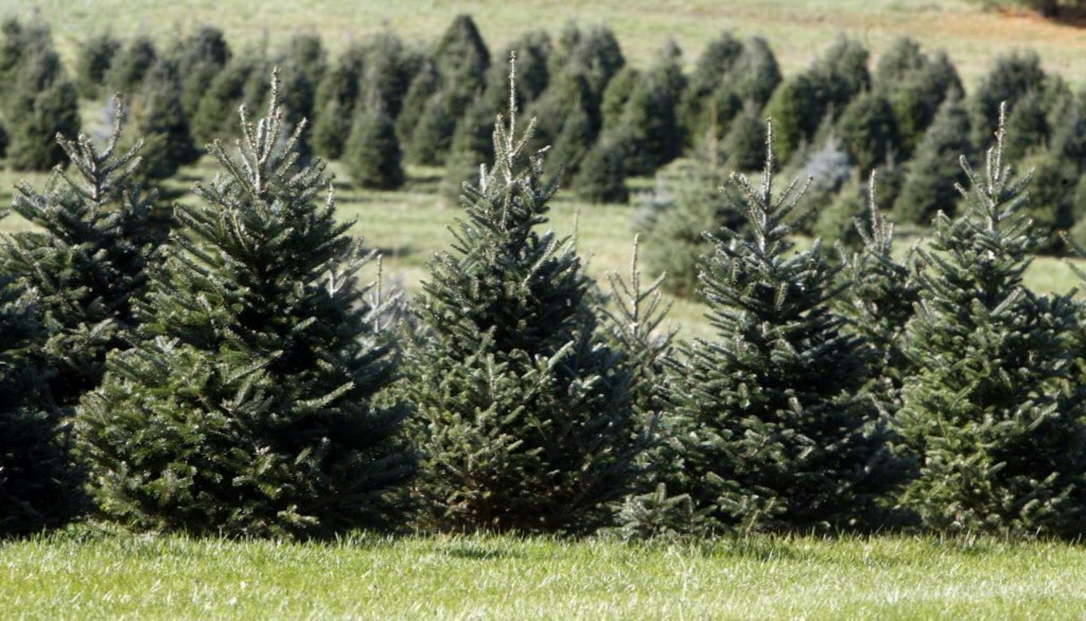 FILE- In this Nov. 2007 file photo, Christmas trees stand in a field at the Pleasant Valley Tree Farm in Bennington, Vt. A tight supply of Christmas trees this season could force consumers to not get the exact tree type they want, but there are enough evergreens to go around.