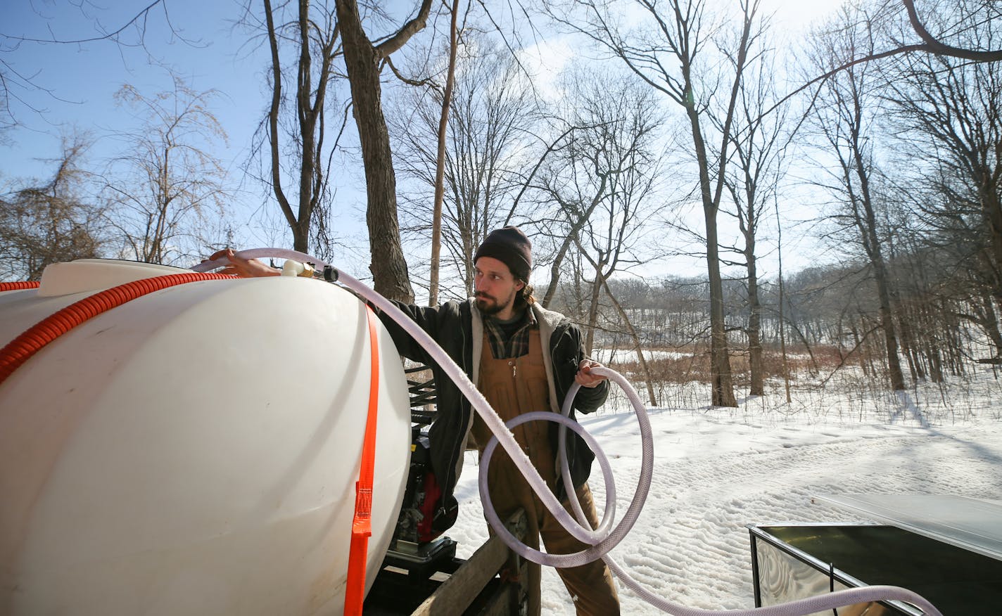 Minnesota Landscape Arboretum employee Matt Horth dropped one end of a hose into a plastic tank that held sap transferred from a metal collection tank. ] Shari L. Gross &#x2022; shari.gross@startribune.com Sap is running like mad from the maple trees at the Minnesota Landscape Arboretum, following a year when it barely registered. We take a look and provide a taste of what's in store.