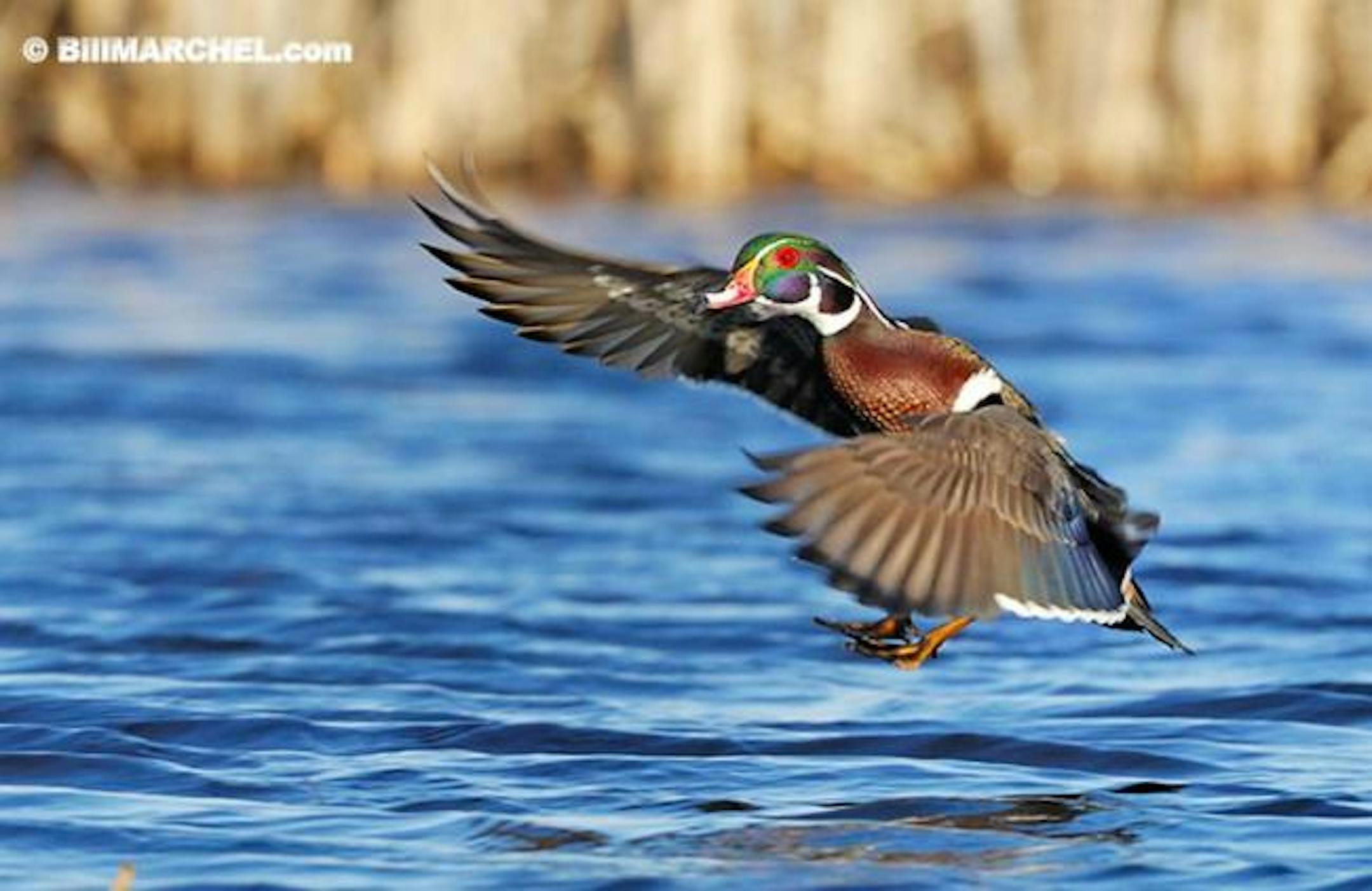 A male wood duck is about to land on a small marsh.