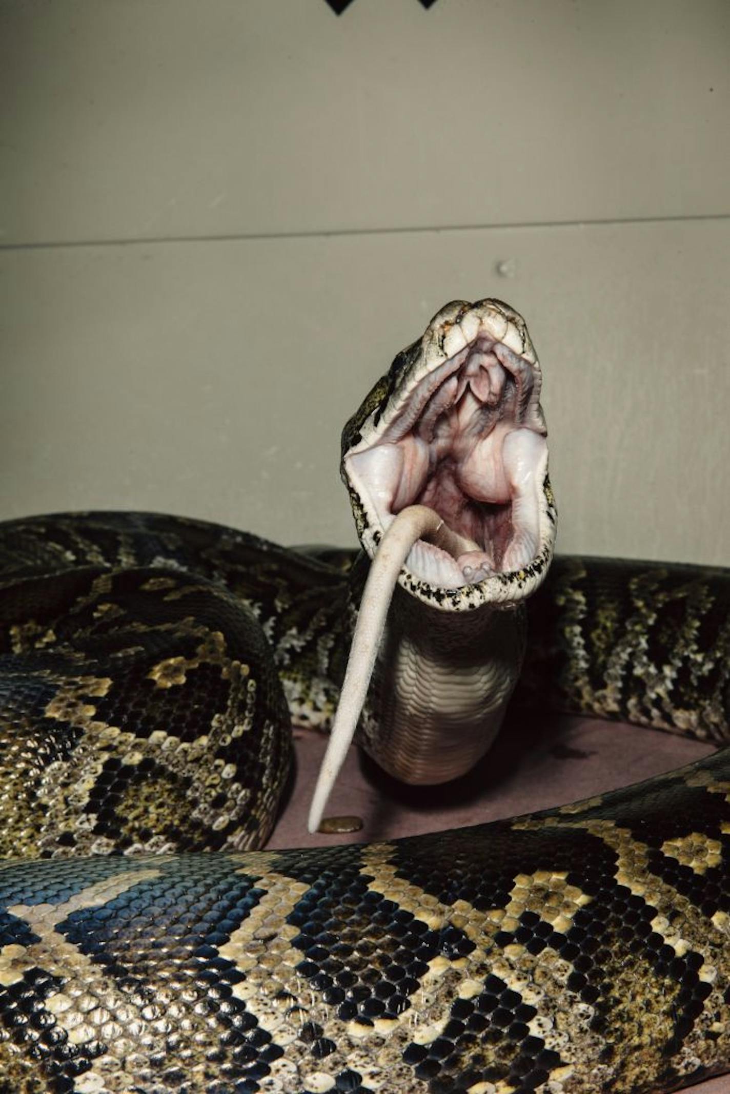 A snake is fed in the converted garage where David and Amber Nelson keep a collection of pythons and boa constrictors in Tuscaloosa, Ala., Dec. 11, 2019. The extreme metabolism of some snakes could provide leads on how to regenerate human tissue.