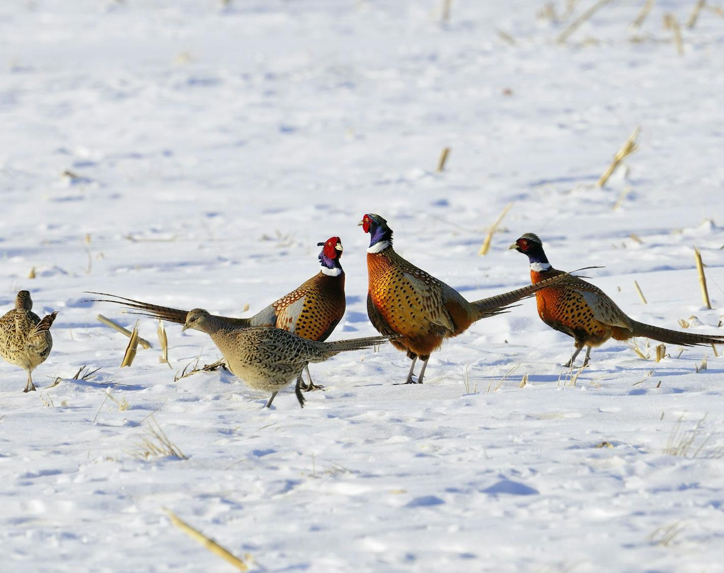 Even during winter, procreation is on the minds of birds like these ring-necked pheasants. The hen pheasants are interested in food, the males otherwise.