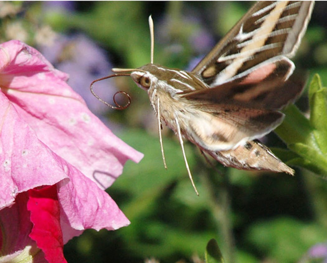 Sphinx moths may be mistaken for hummingbirds.