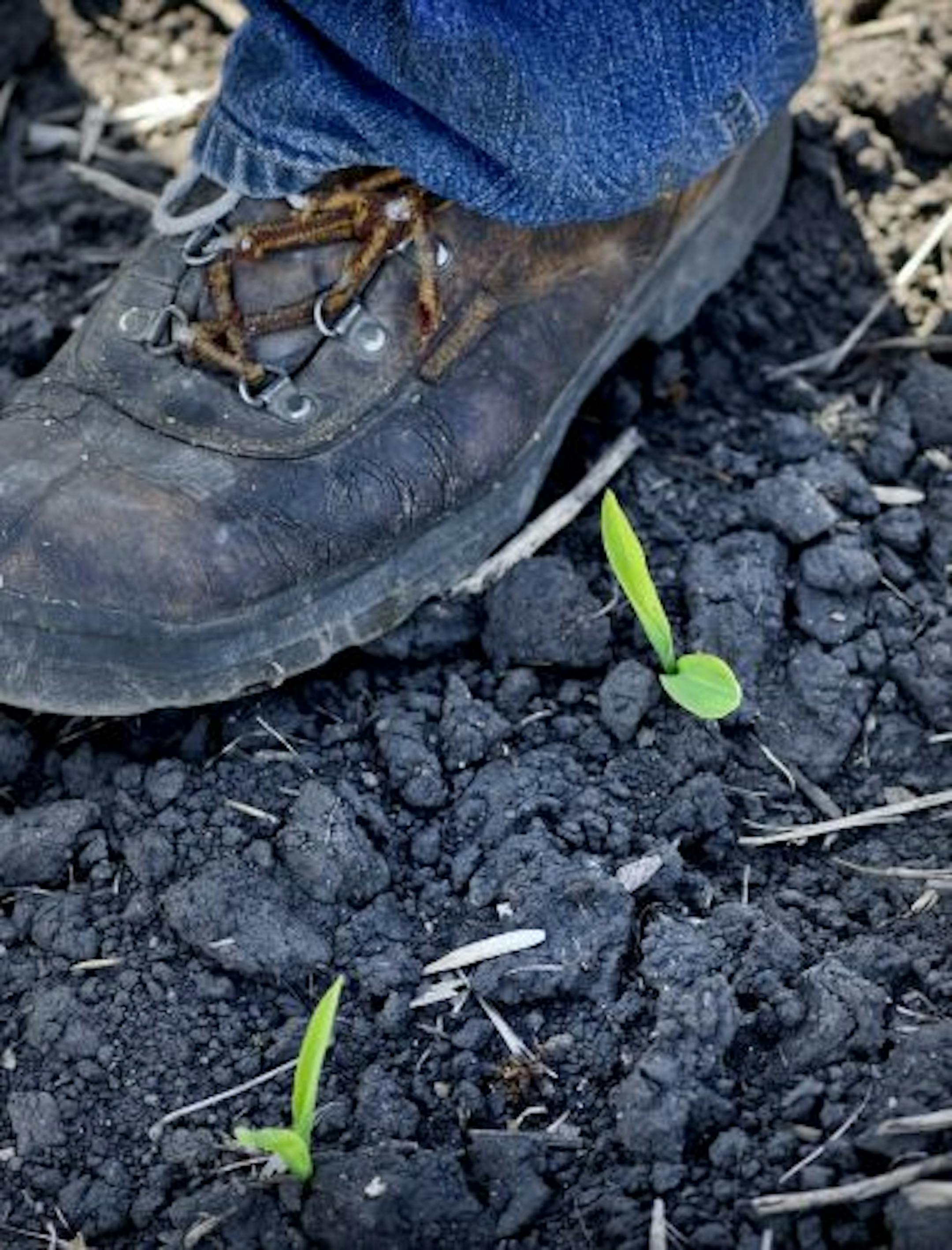 Rick Grommersch grows much of the corn fed the hogs on his Nicollet, MN farm. He was optimistic for the growing season and said this was the earliest his corn crop had ever emerged from the soil which will give a longer growing season and hopefully a higher yield.