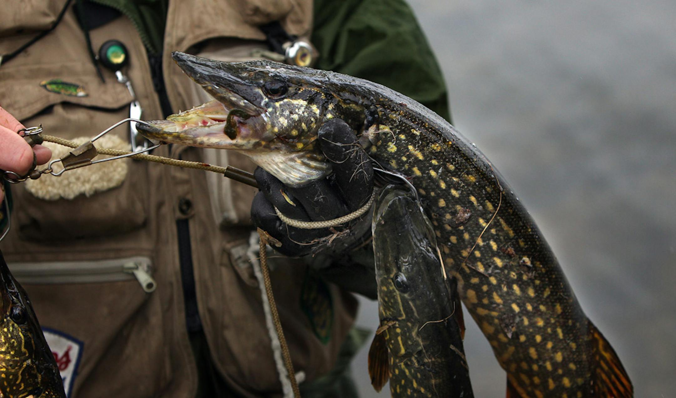Northern pike.