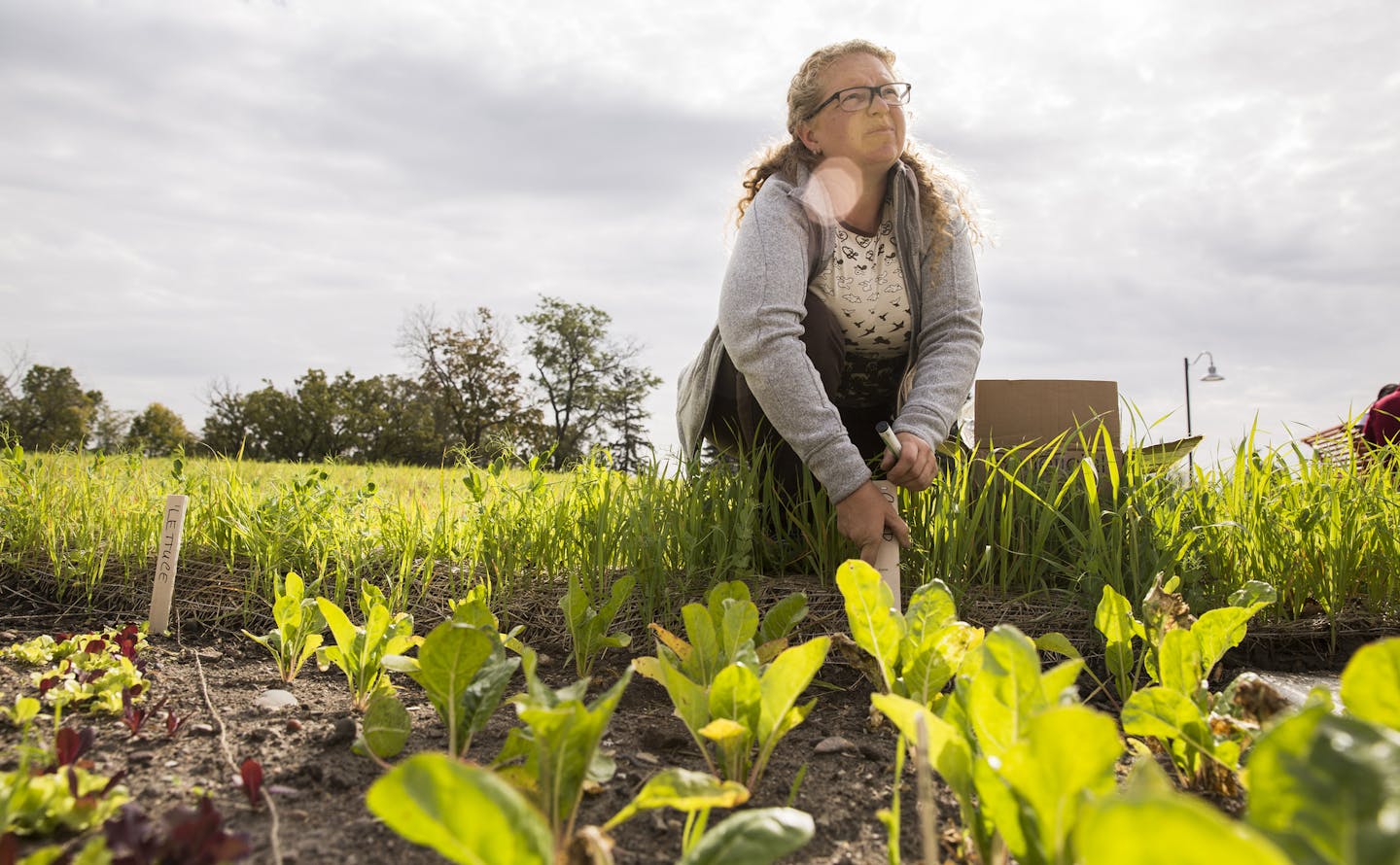 Cherry Flowers, a farm consultant, works on the lettuce crops at Frogtown Farm and Park in St. Paul onTuesday, October 6, 2015. ] LEILA NAVIDI leila.navidi@startribune.com /