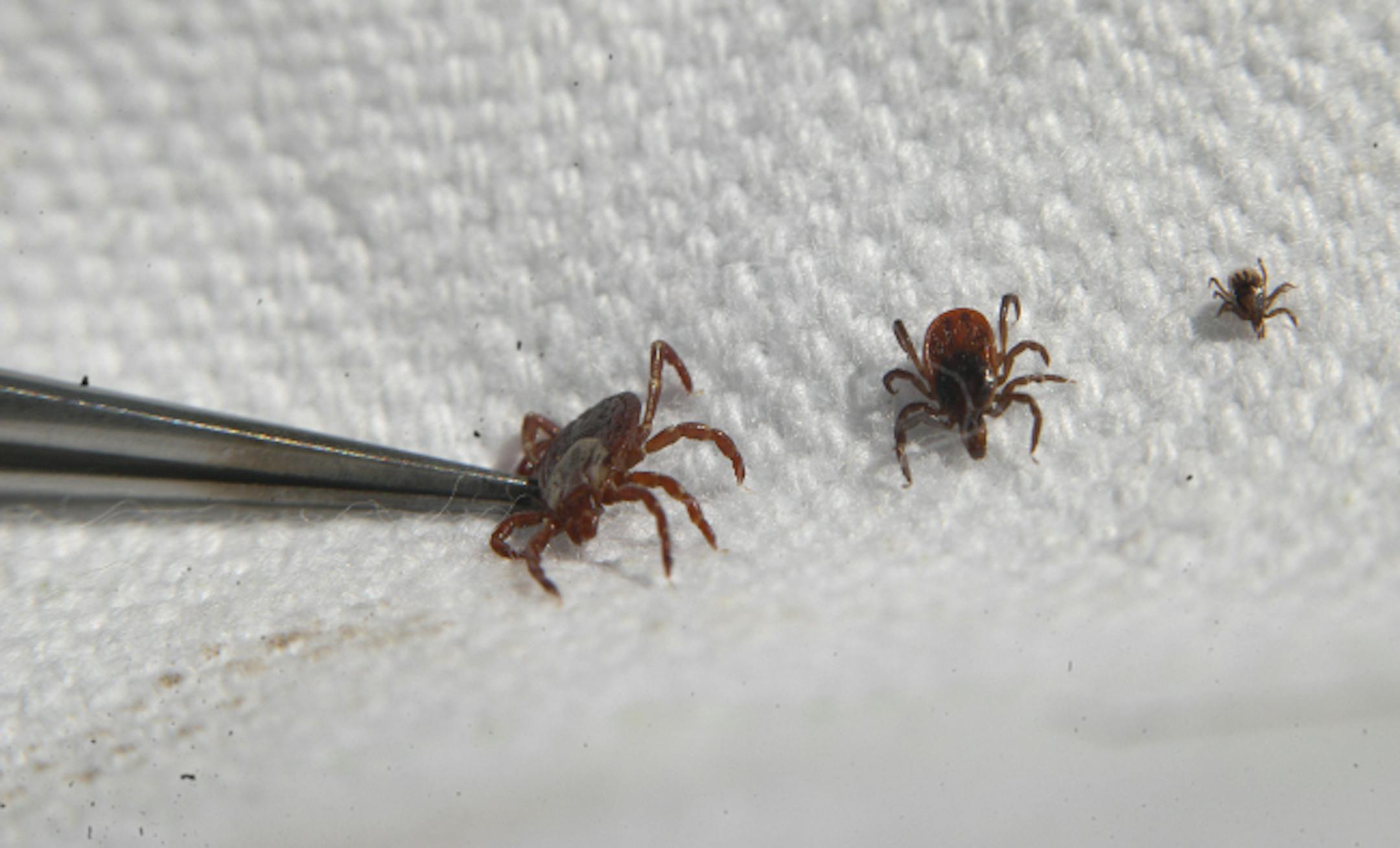 RICHARD SENNOTT�rsennott@startribune.com Forest Lake, Mn. Wednesday 6/13/2007 Lyme Disease and the continued spread of deer ticks throughout Minnesota. Health Department officials will show how they drag cloth through the woods to collect, count and assess deer ticks. In this picture: l to r wood tick,female deer tick and nymph of deer tick which is about as large as a period like this. GENERAL INFORMATION: Update on Lyme Disease and the continued spread of deer ticks throughout Minnesota. Healt