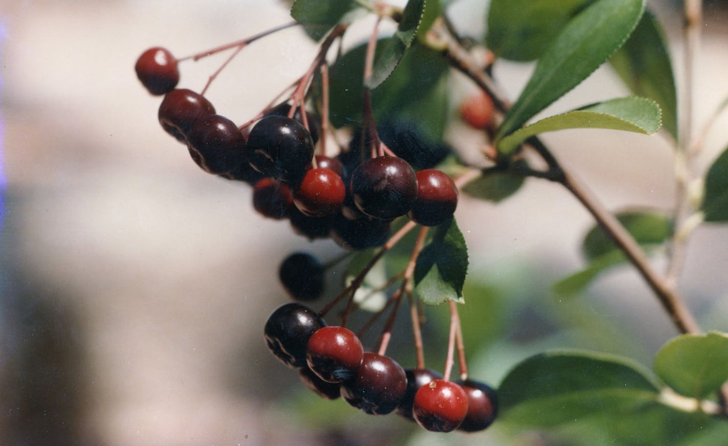 Author Alan Branhagen&#xed;s Top 10 Native Plants - Black Chokeberry.