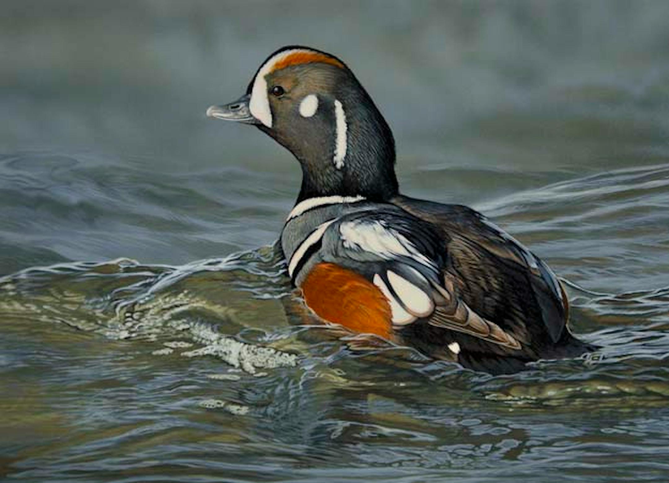 2015 Waterfowl Stamp Artwork Contest: First Place Scot Storm