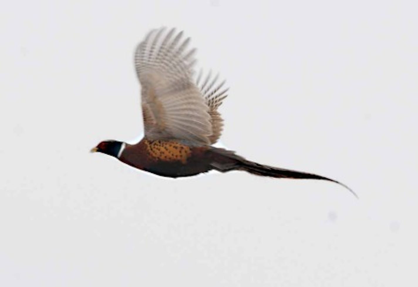 Pheasant on the wing