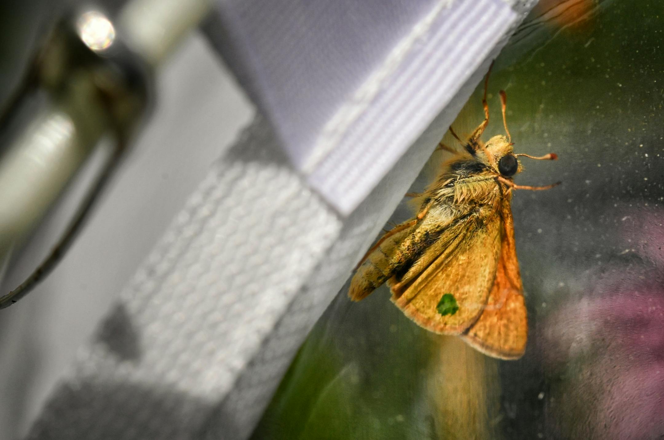 Dakota Skipper receive identification marks so researchers can track individuals. This one was given a green dot on its wing.