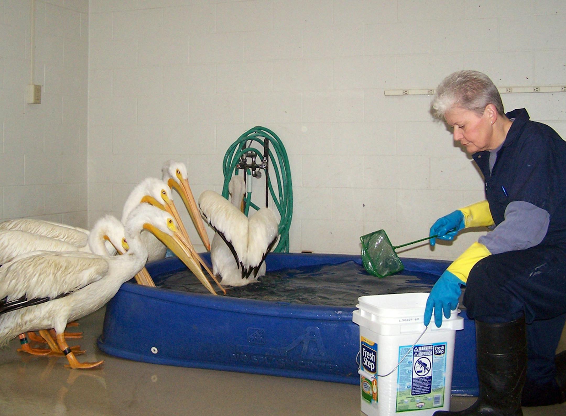 Caption: Photo courtesy of the Wildlife Rehabilitation Center Volunteers helped the Wildlife Rehabilitation Center in Roseville, MN, care for nearly 12,000 wild patients last year.