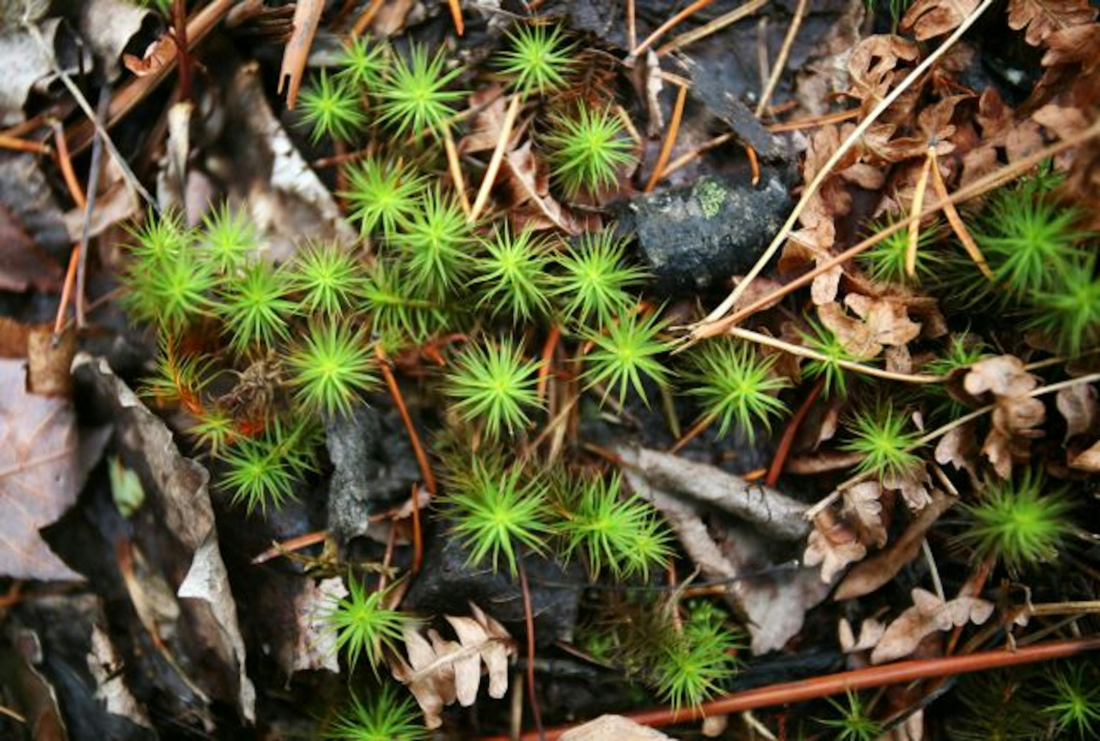 ALong the Cruiser Lake Trail, Voyageurs National Park.
