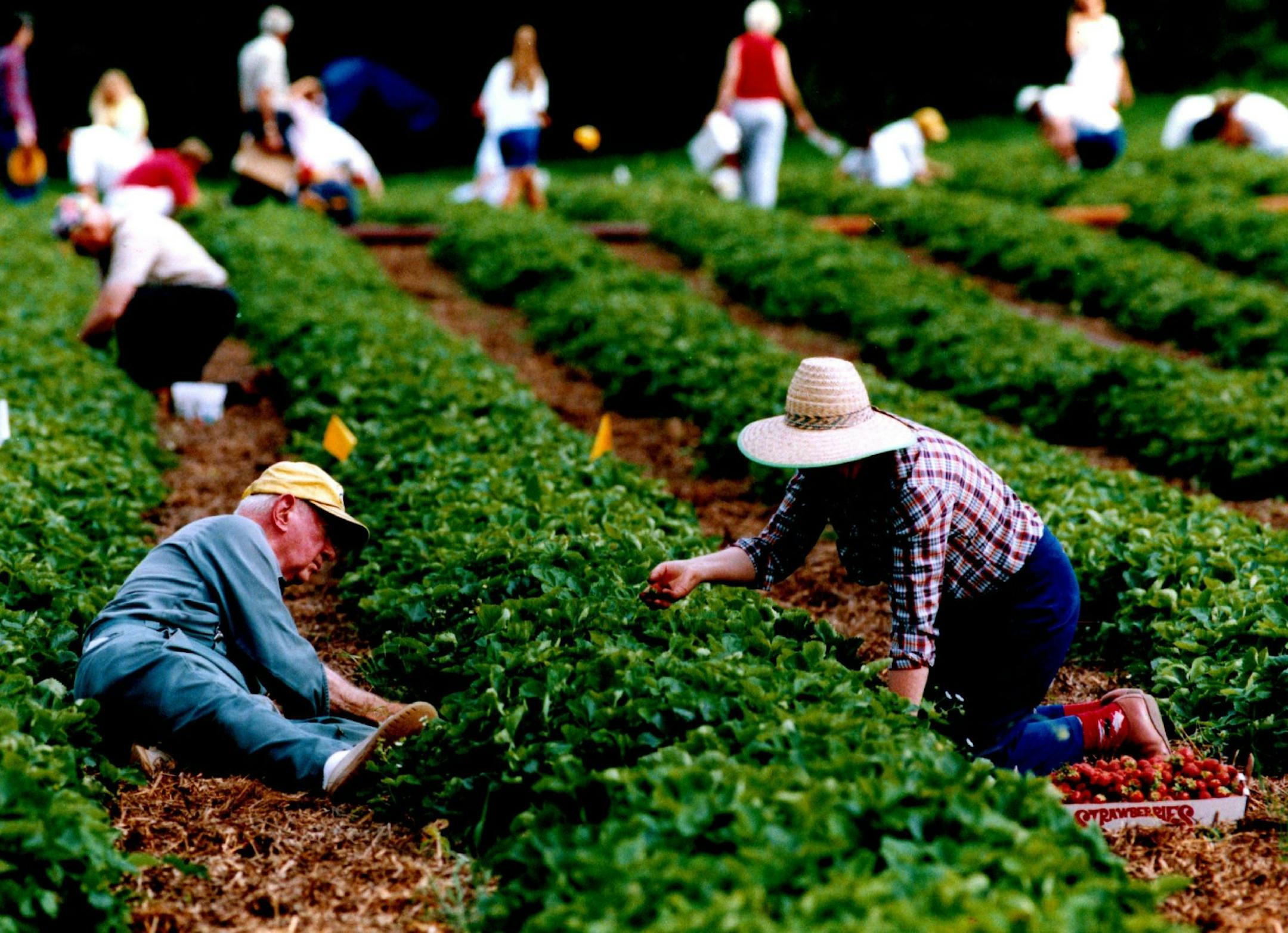 June 22, 1994 Background Information: Grown in Minnesota, popularity of local pick-yourself strawberry fields Cut Line: Horizontal picking, Lloyd (left) and Evelyn Henry of Rogers MN picked berries (in a comfortable position) at Bauers Berry Farms in Champlin. June 26, 1994 Tom Sweedney,Minneapolis Star Tribune