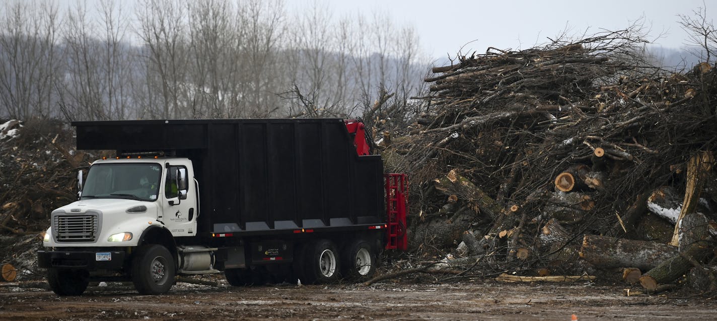 Wood was unloaded at Environmental Wood Supply in St. Pau Wednesday. ] Aaron Lavinsky &#x2022; aaron.lavinsky@startribune.com U.S. Rep. Betty McCollum and others spoke about the increasing challenge of getting rid of waste from trees affected with Emerald Ash Borer as the disease spreads across the state, killing more and more trees. St. Paul's District Energy currently burns infected logs from several parts of the metro, using the energy to heat much of downtown St. Paul, but officials there sa