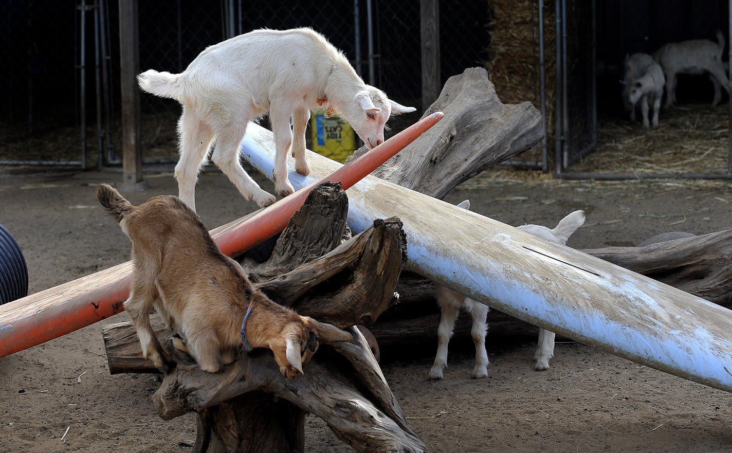 Goats play on the surfboards at the Surfing Goat Dairy Farm which produces gourmet cheeses on Maui, Hawaii. (Cindy Yamanaka/Orange County Register/MCT) ORG XMIT: 1085793