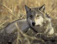 In a photo provided by the U.S. Fish and Wildlife Service, a gray wolf. Federal wildlife officials are proposing to strip endangered species protectio