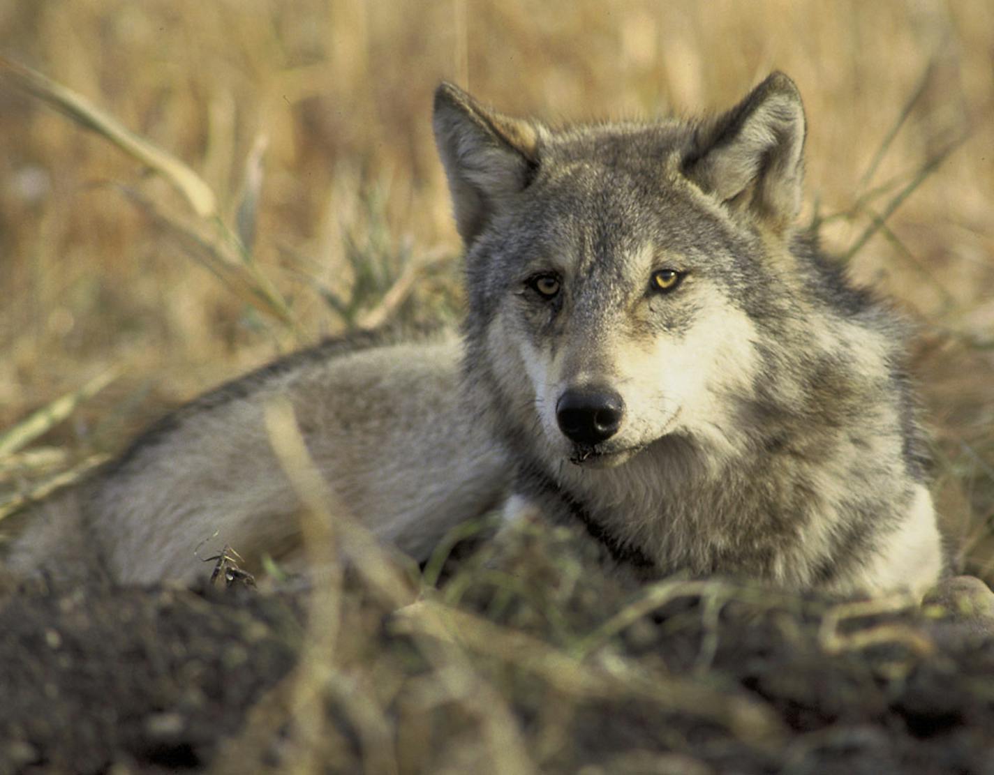 In a photo provided by the U.S. Fish and Wildlife Service, a gray wolf. Federal wildlife officials are proposing to strip endangered species protections from the gray wolf populations in the Lower 48 states, citing significant increases in their numbers across much of the nation. (John and Karen Hollingsworth/U.S Fish and Wildlife Service via The New York Times) -- FOR EDITORIAL USE ONLY