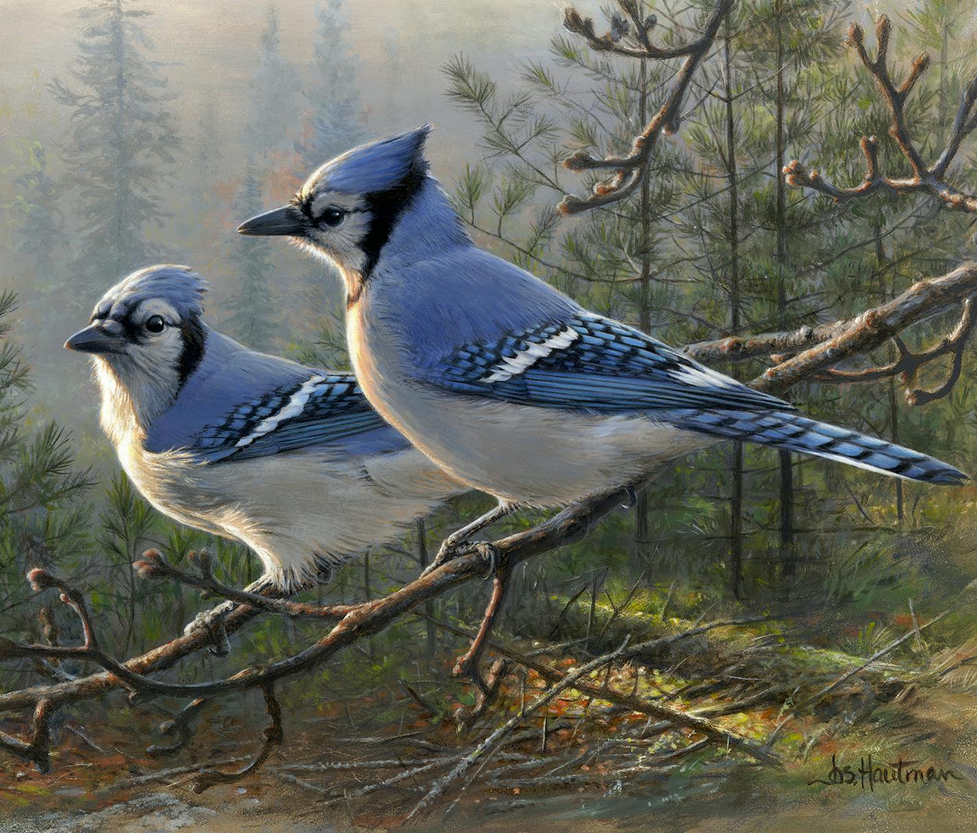 copy of original artwork by Joe Hatuman - " Blue Jay Pair"