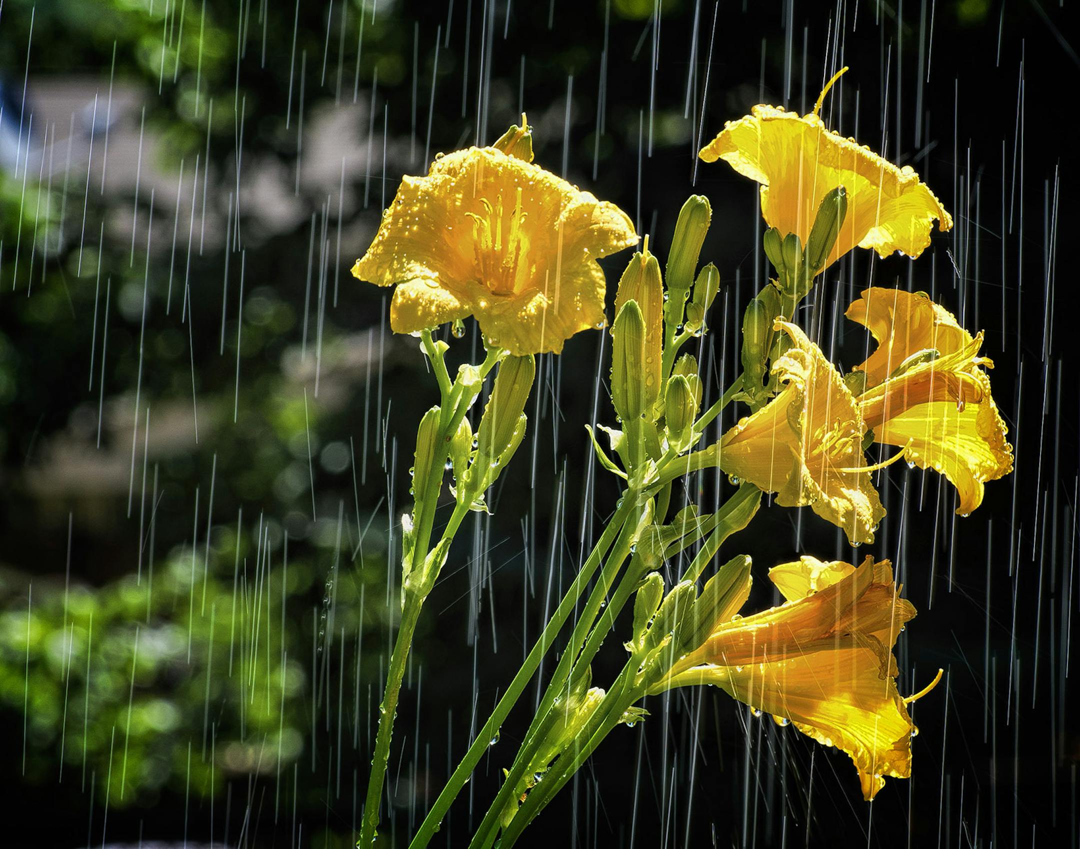 Mick Richards of Burnsville captured these flowers on a rainy day. [focus040917