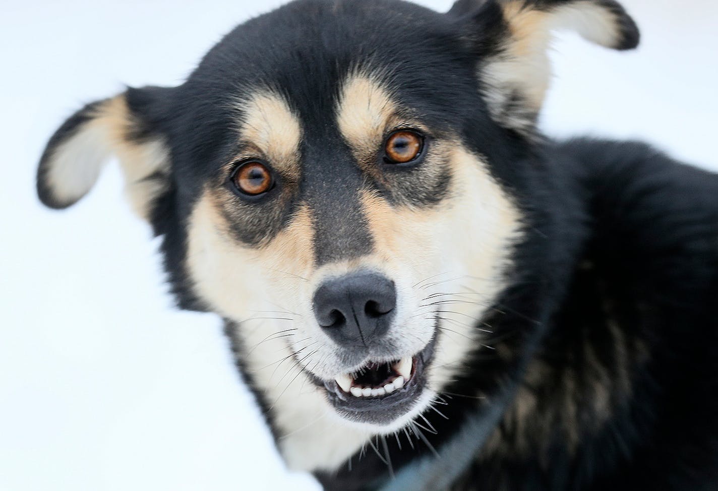 Tuuk - Colleen Wallin, Silver Creek Sled Dogs, handicaps her gang line and tells us what makes her dogs tick. Advancer for Beargrease Sled Dog Race. ] BRIAN PETERSON ¥ brian.peterson@startribune.com
Two Harbors, MN 12/18/2017