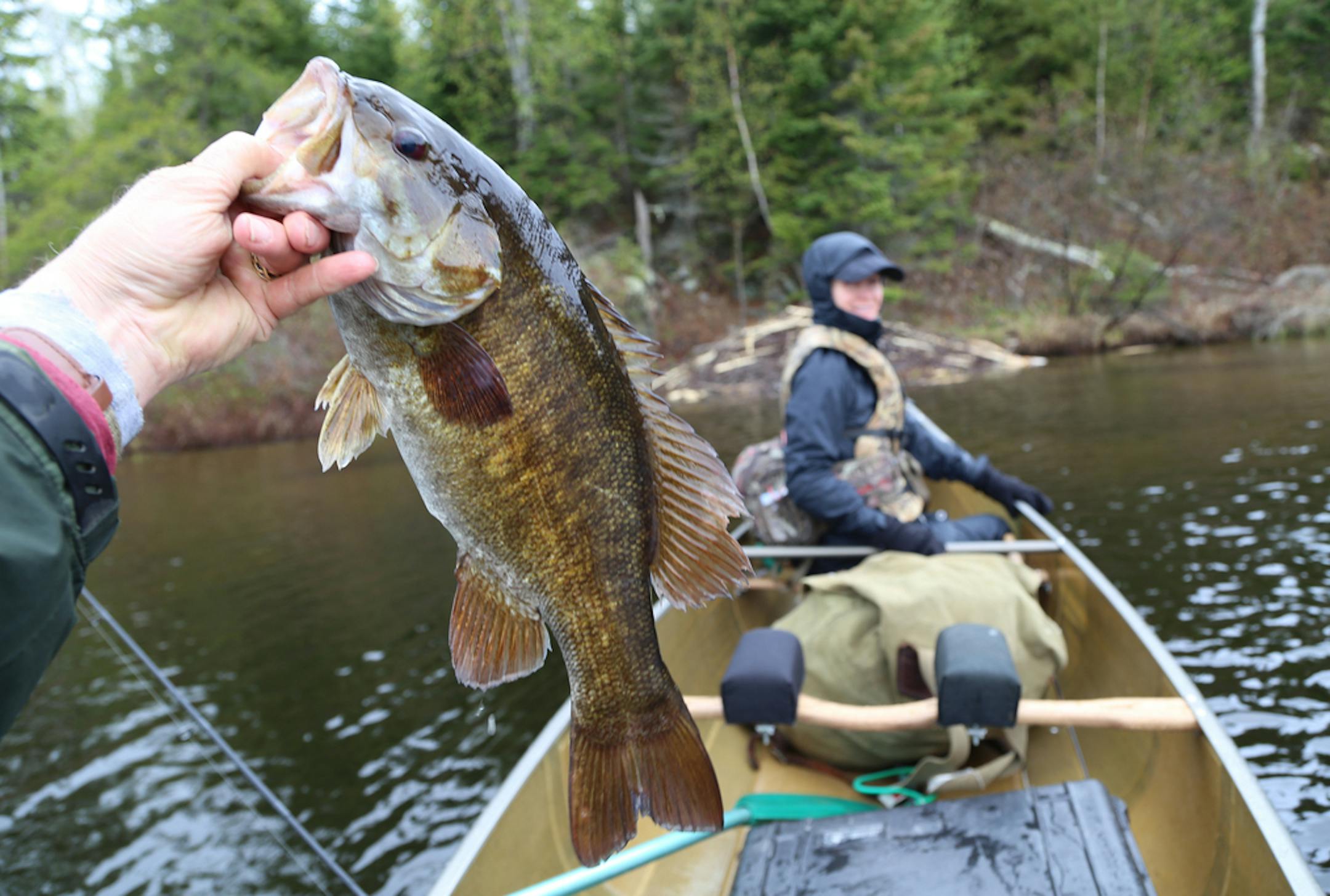 With his wife, Jan, paddling in the bow, Dennis Anderson sought walleyes and smallmouth bass in Ensign Lake in the BWCA on Thursday. The day was heavily overcast. But rain fell only occasiionally, and the wind was manageable. ORG XMIT: MIN1905240955372263
