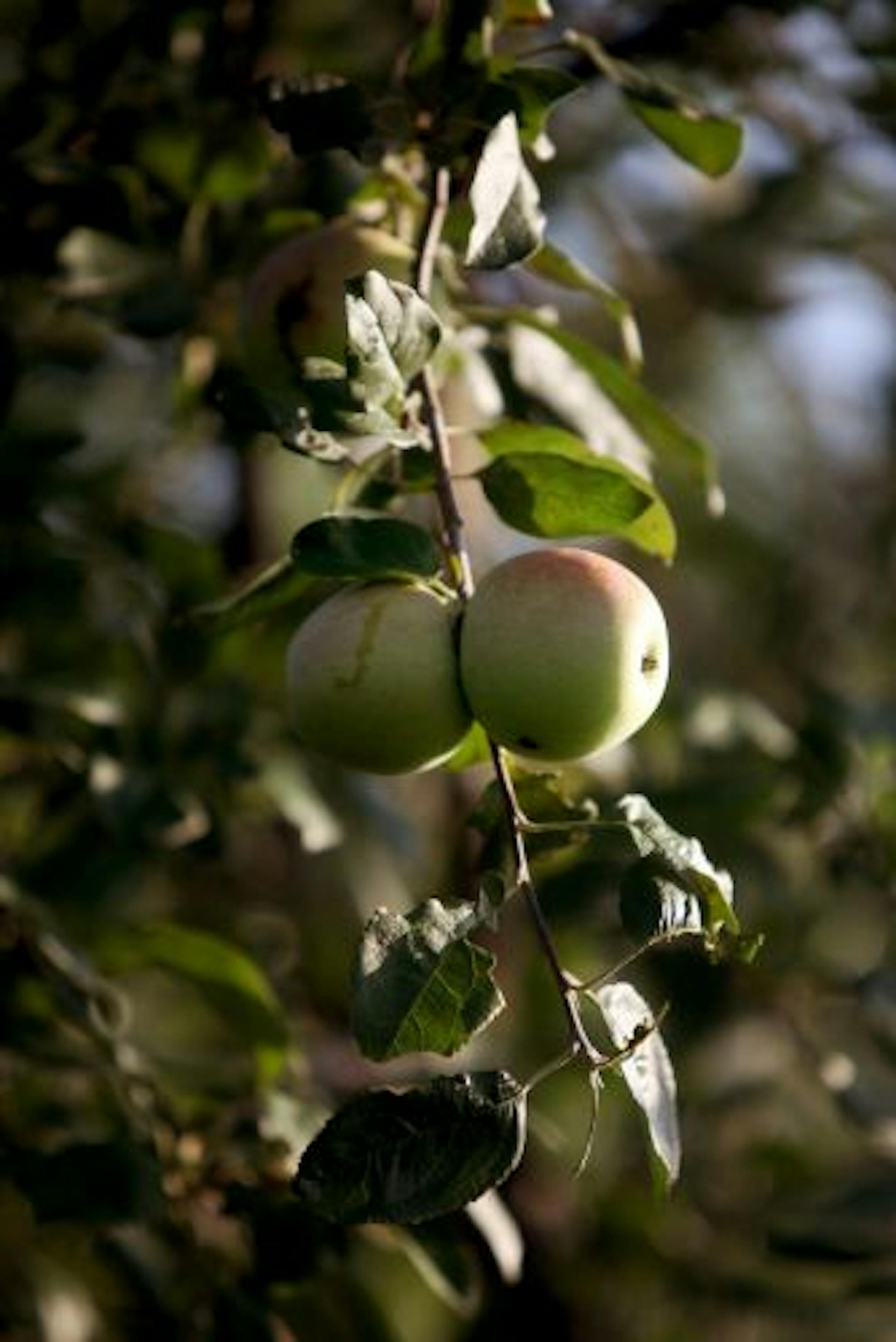 Zestar apples ripened on the tree at Aamodt's Apple Farm.