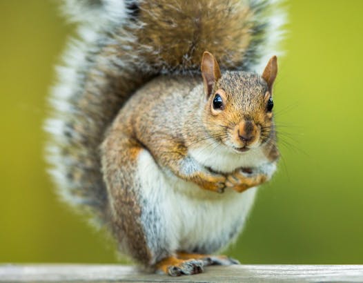 Squirrels go nuts at this time of year as they prepare for a long winter’s snack.