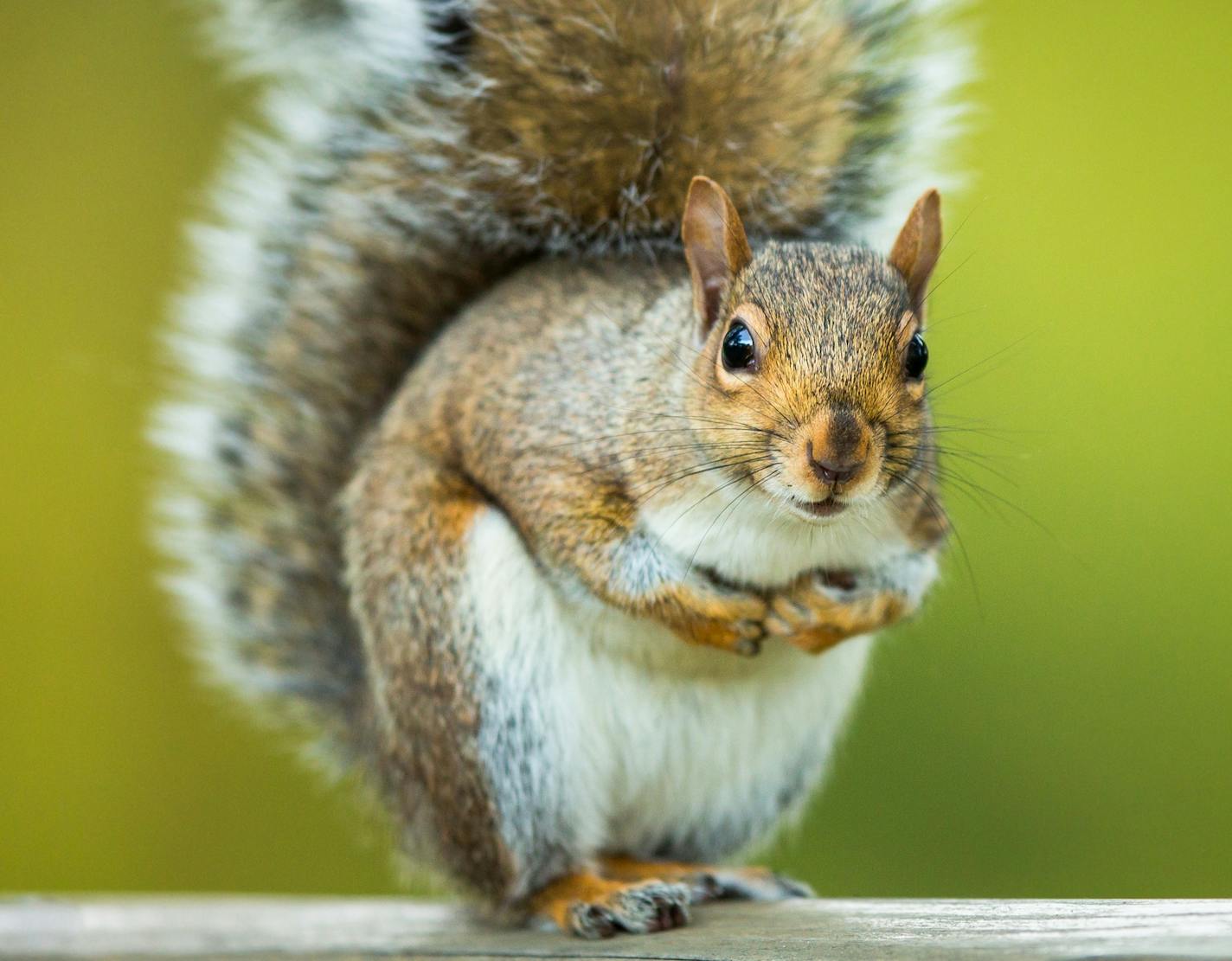 Squirrels go nuts at this time of year as they prepare for a long winter's snack.