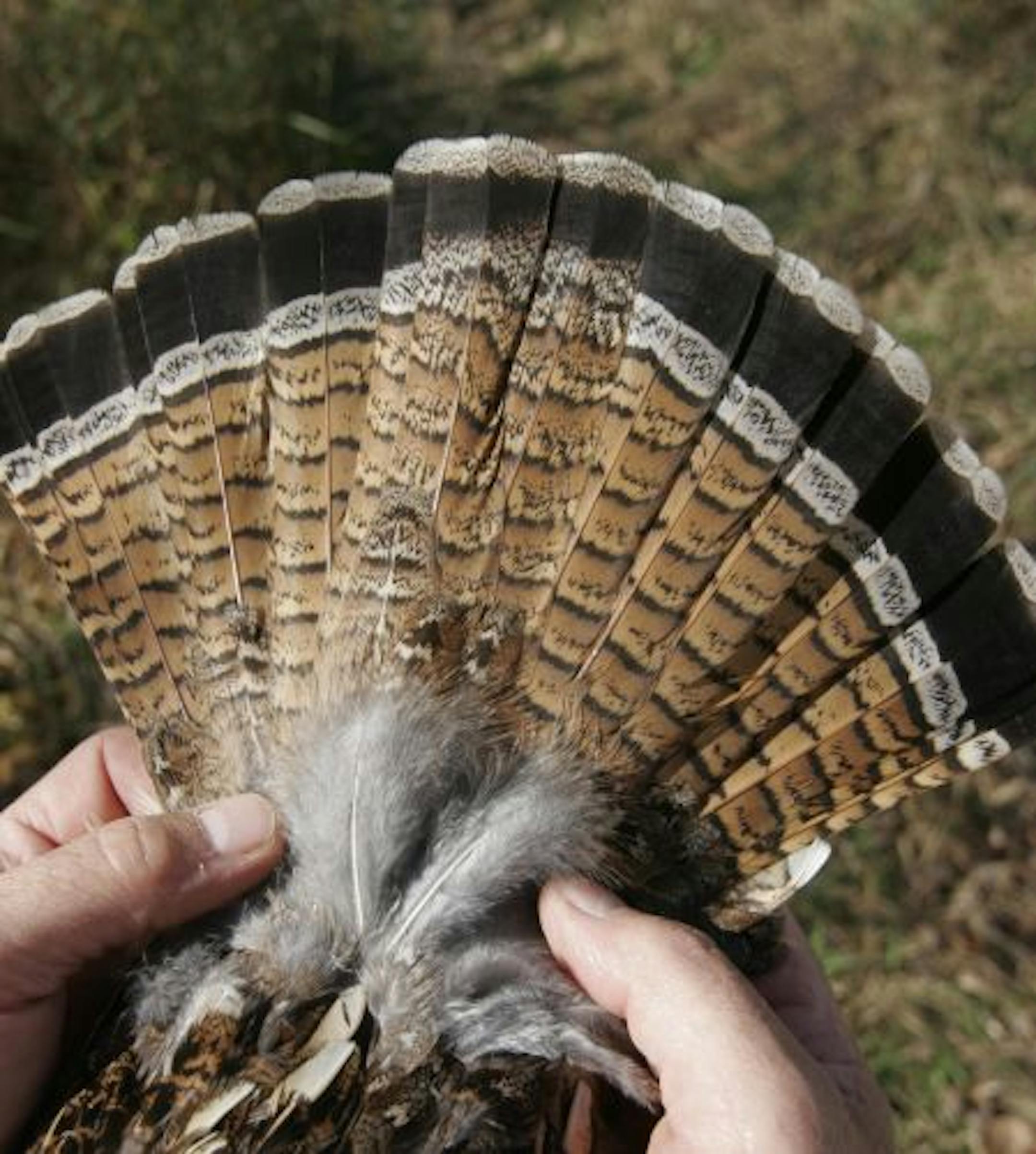 The fanned tail of a ruffed grouse, shot over the weekend in the woods in Aitkin County near McGregor. Grouse hunting generally has been very good this fall.