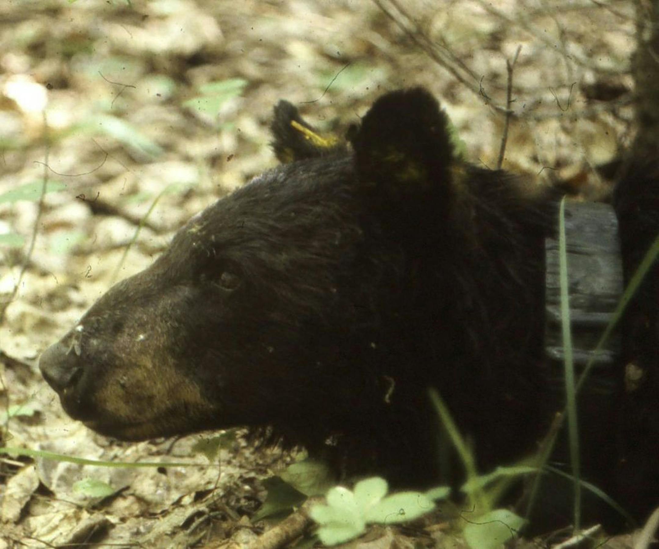 Bear No. 56 was informally called the"hump-nosed sow'' when she was first collared, because of the bump on her nose. That hump faded over the years, and researchers simply call her No. 56. DNR photo