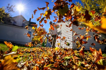 Today's fall colors will certainly become tomorrows raking projects. Here Dennis Sweeney rakes a neighbor's yard along Victoria St., one of St. Paul's