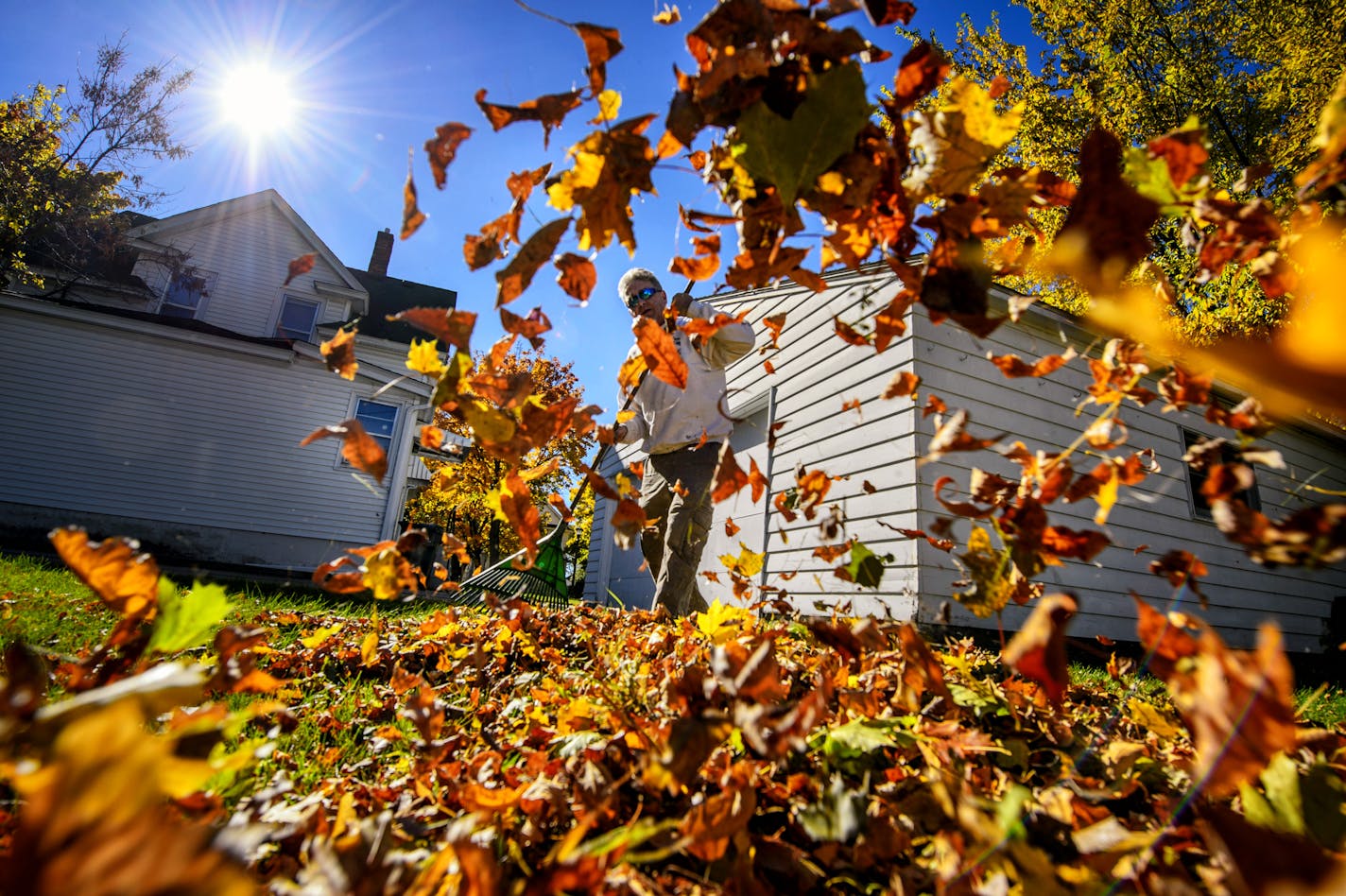 Today's fall colors will certainly become tomorrows raking projects. Here Dennis Sweeney rakes a neighbor's yard along Victoria St., one of St. Paul's many colorful tree-lined streets. ] GLEN STUBBE * gstubbe@startribune.com Wednesday October 15, 2014 ORG XMIT: MIN1410151418270463