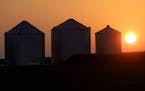 Corn silos are silhouetted by a setting sun Thursday, July 21, 2016, in Pleasant Plains, Ill. The Midwest's first dangerous bout of summer heat and hu