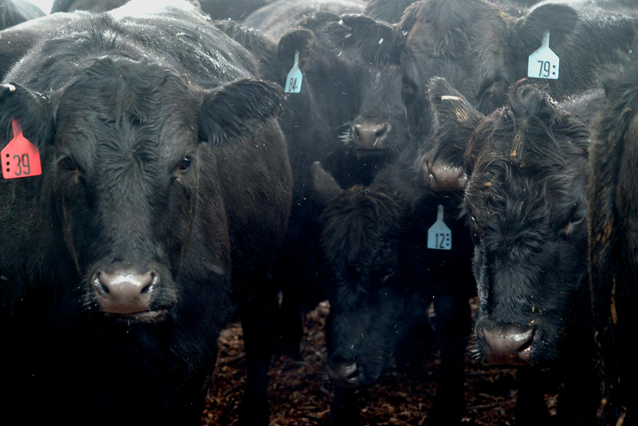 Black Angus cattle stand outside in a pen before being auctioned off at the Muskingum County Livestock Co. in Zanesville, Ohio, U.S., on Wednesday, Nov. 27, 2013. Cattle futures capped the longest rally in two months on speculation that U.S. beef demand is improving, encouraging meatpackers to buy more animals for slaughter. Photographer: Ty Wright/Bloomberg