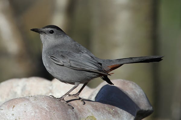credit: Don Severson Gray catbirds spend the winter in coastal areas where insects and fruit are abundant.