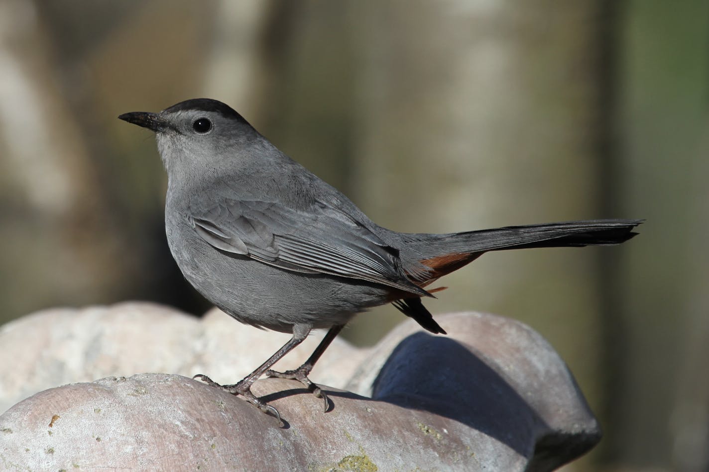 credit: Don Severson Gray catbirds spend the winter in coastal areas where insects and fruit are abundant.