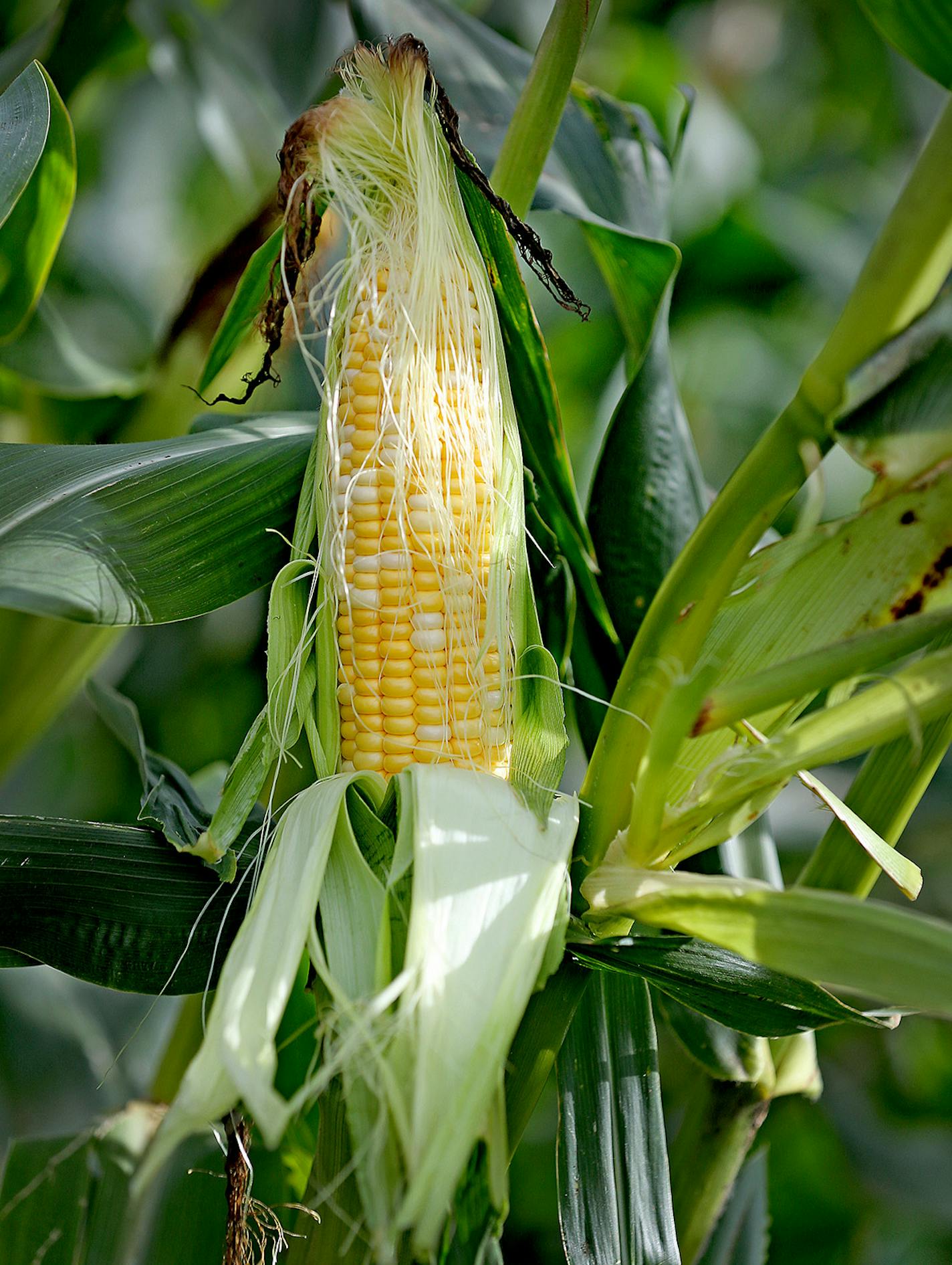 Crew hand-picked sweet corn at the Untiedt's Vegetable Farm, Tuesday, August 30, 2016 in Monticello, MN. The corn was then iced and bagged for shipment to Brad Ribar's corn stand at the Minnesota State Fair. ] (ELIZABETH FLORES/STAR TRIBUNE) ELIZABETH FLORES &#x2022; eflores@startribune.com