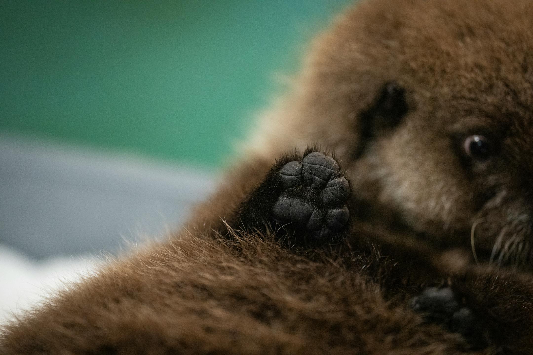 Nuka the seven-week old otter pup raises her paw as zoo staff grooms her with comb and hair dryer at the Minnesota Zoo in Apple Valley, Minn., on Wednesday, Oct. 25, 2023.