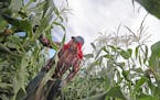 Crew hand-picked sweet corn at the Untiedt's Vegetable Farm, Tuesday, August 30, 2016 in Monticello, MN. The corn was then iced and bagged for shipmen