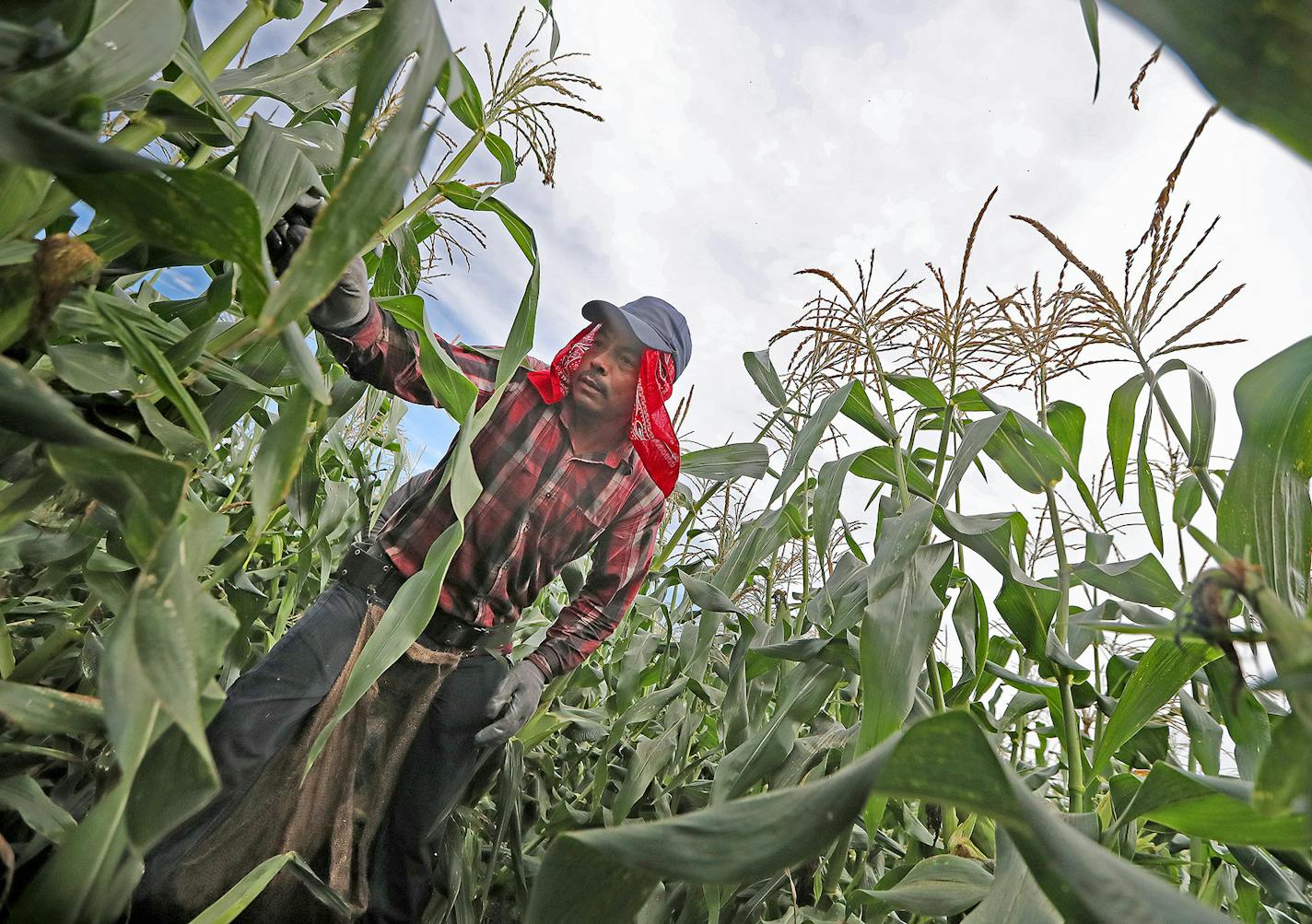 Crew hand-picked sweet corn at the Untiedt's Vegetable Farm, Tuesday, August 30, 2016 in Monticello, MN. The corn was then iced and bagged for shipment to Brad Ribar's corn stand at the Minnesota State Fair. ] (ELIZABETH FLORES/STAR TRIBUNE) ELIZABETH FLORES &#x2022; eflores@startribune.com