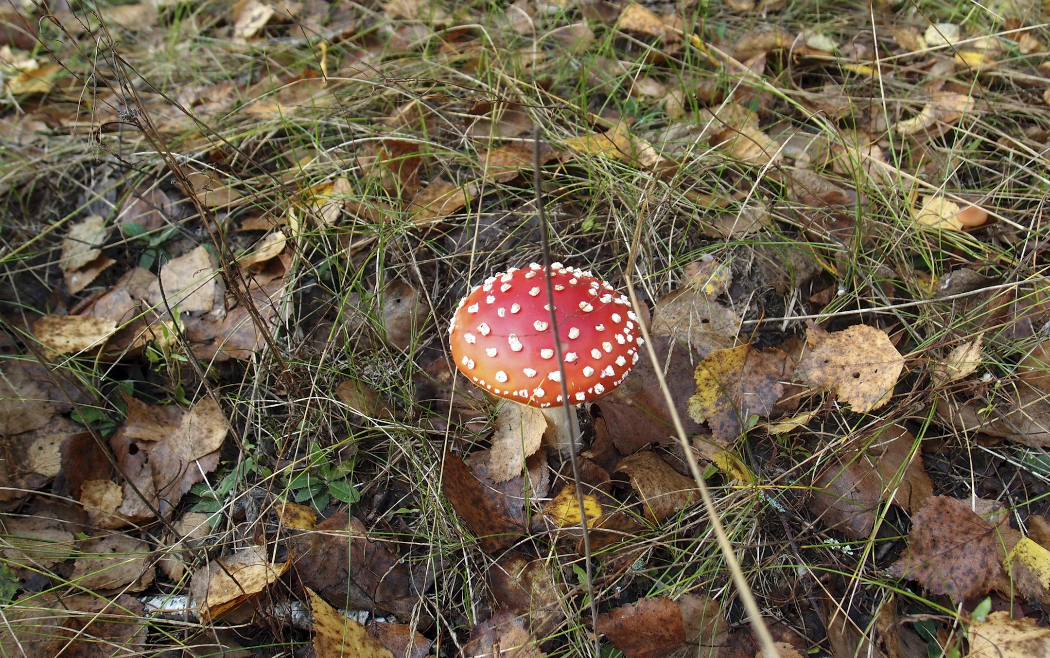 A mushroom in the forest near Novoshepelychi, an abandoned village in the Chernobyl Nuclear Power Plant exclusion zone, in Ukraine, Sept. 18, 2013. A long-term study of the Chernobyl fallout area has found that some bird species have adapted to the radioactive environment by producing more protective antioxidants, with correspondingly less genetic damage. (Henry Fountain/The New York Times) ORG XMIT: XNYT61