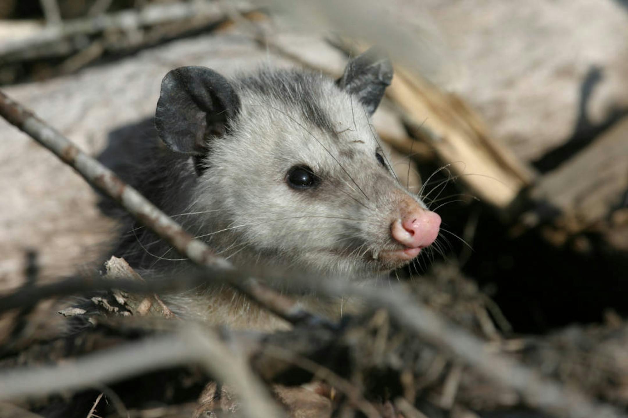 The opossum is a true opportunist.